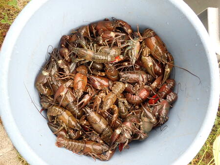 붙잡힌 밀크 가재.JPG